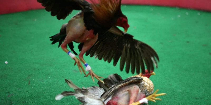 Buổi vần hơi cho kê chiến