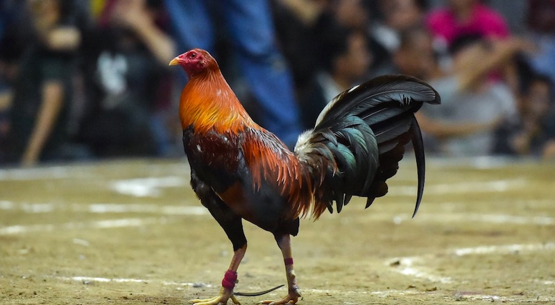 Các dòng lai gà Mỹ ngày càng phát triển, mang lại hiệu quả chiến đấu vượt trội trên sới gà