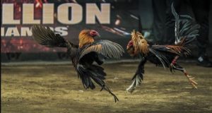 Đá gà Miền Bắc