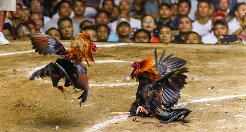 Đá gà Miền Bắc thể hiện thần thái gan dạ và phong độ dẻo dai