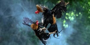 Gà Đá C5 – Trường Đấu Trực Tuyến Đỉnh Cao Nhất Tại Jun88