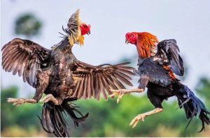 Chế độ dinh dưỡng phù hợp cho gà đá miền Tây