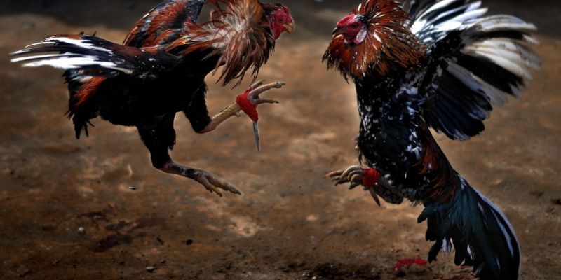 Live đá gà Thomo – trận derby Peru vs Mỹ tuần này