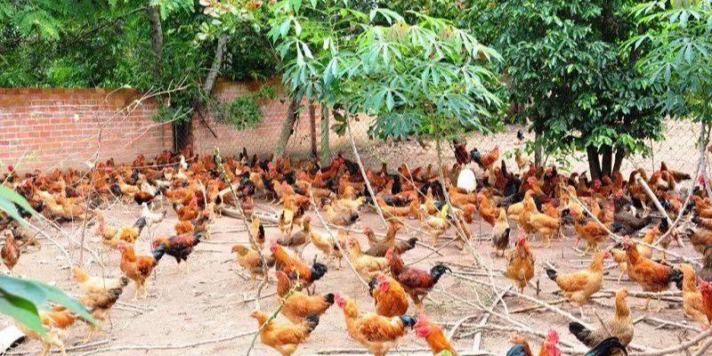 Nuôi gà đá thả vườn với chuồng cao và cây ăn trái