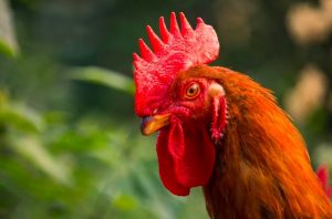 Gà mồng trà với đặc điểm mồng thấp và sắc nét